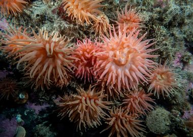 Underwater Arctic Life