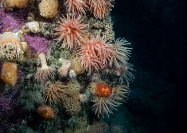 Underwater Arctic Life