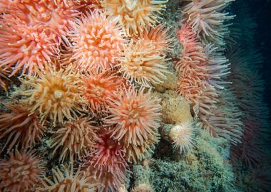 Underwater Arctic Life