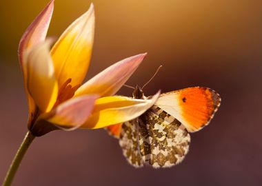 Spring butterfly