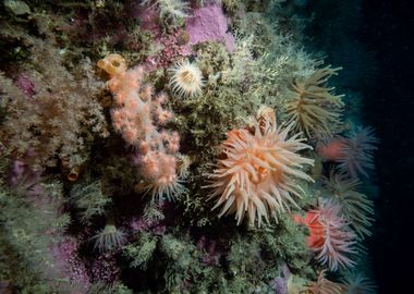 Underwater Arctic Life