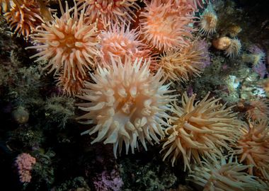 Underwater Arctic Life