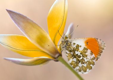 Spring butterfly