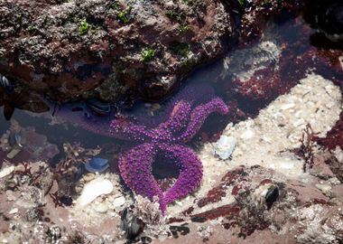 Starfish under a Rock