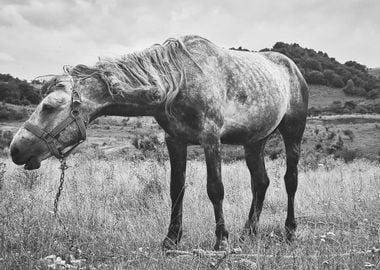 Monochrome horse pasture 3