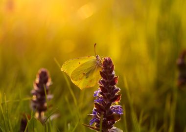 Spring butterfly