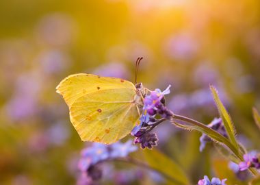 Spring yellow butterfly