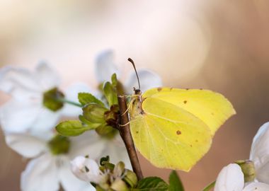 Spring yellow butterfly 