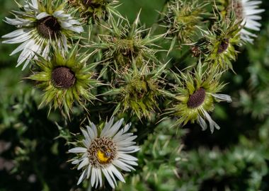 Summer Flower