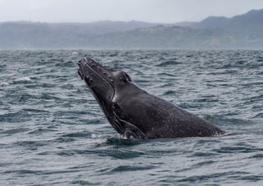 Humpback Whale Calf