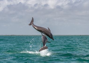 Wildlife Jumping Dolphins