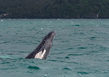 Humpback Whale Calf