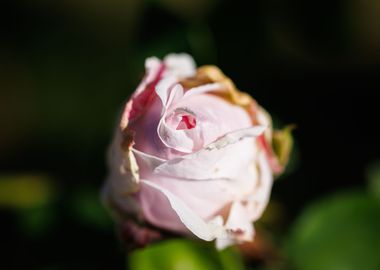 Macro of a rose