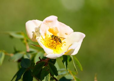 Bee on a flower