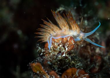 Underwater beauty