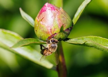 Bee on a flower