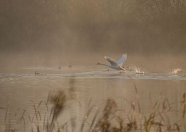 Swan Take off