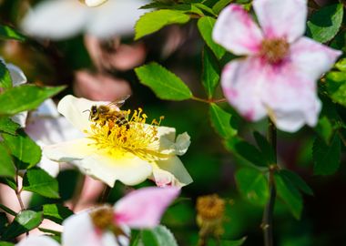 Bee on a flower