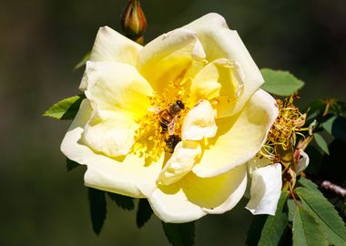 Bee on a flower