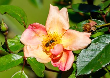 Bee on a flower