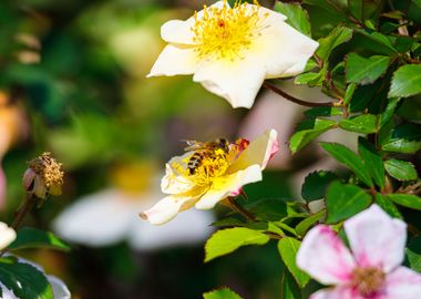 Bee on a flower