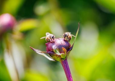 Bee on a flower