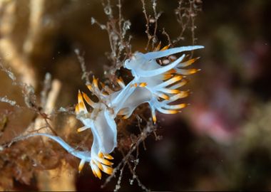 Nudibranch Flying