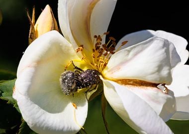 Cockchafer on a flower