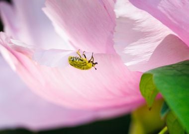 Cockchafer on a flower