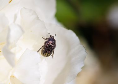 Cockchafer on a flower