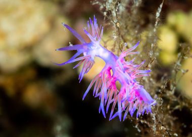 Nudibranch 