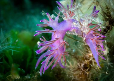 Nudibranch 