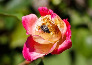 Cockchafer on a flower