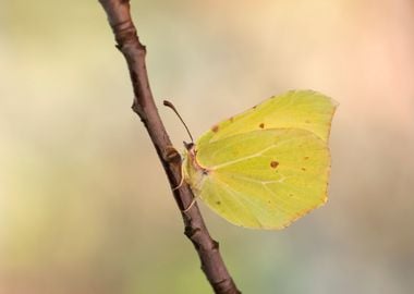 Yellow butterfly