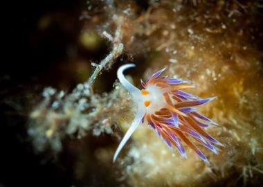 Nudibranch 