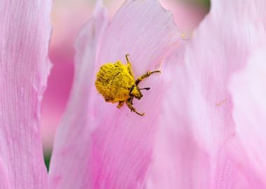 Cockchafer on a flower