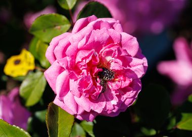 Cockchafer on a flower