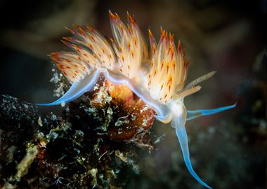 Nudibranch 