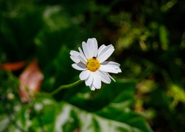 Macro of daisy flower