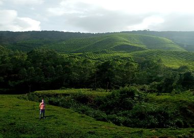 Munnar Tea Garden2