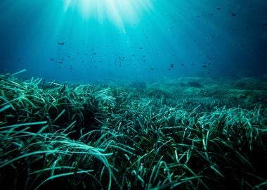 Underwater Meadow