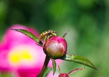 Macro of a wasp