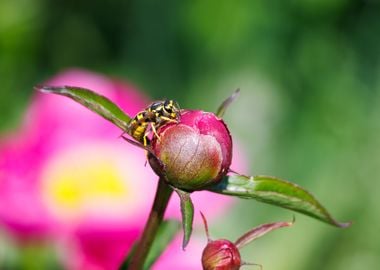 Macro of a wasp