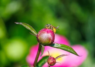 Macro of a wasp