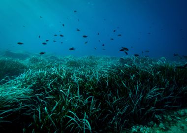 Underwater Meadow