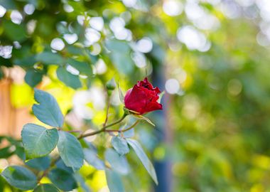 Macro of a rose