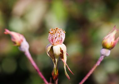 Macro of a rose