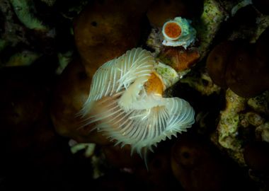 White Tube Worm Underwater