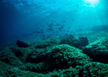 Underwater Landscape