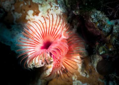 Red Tube Worm Underwater